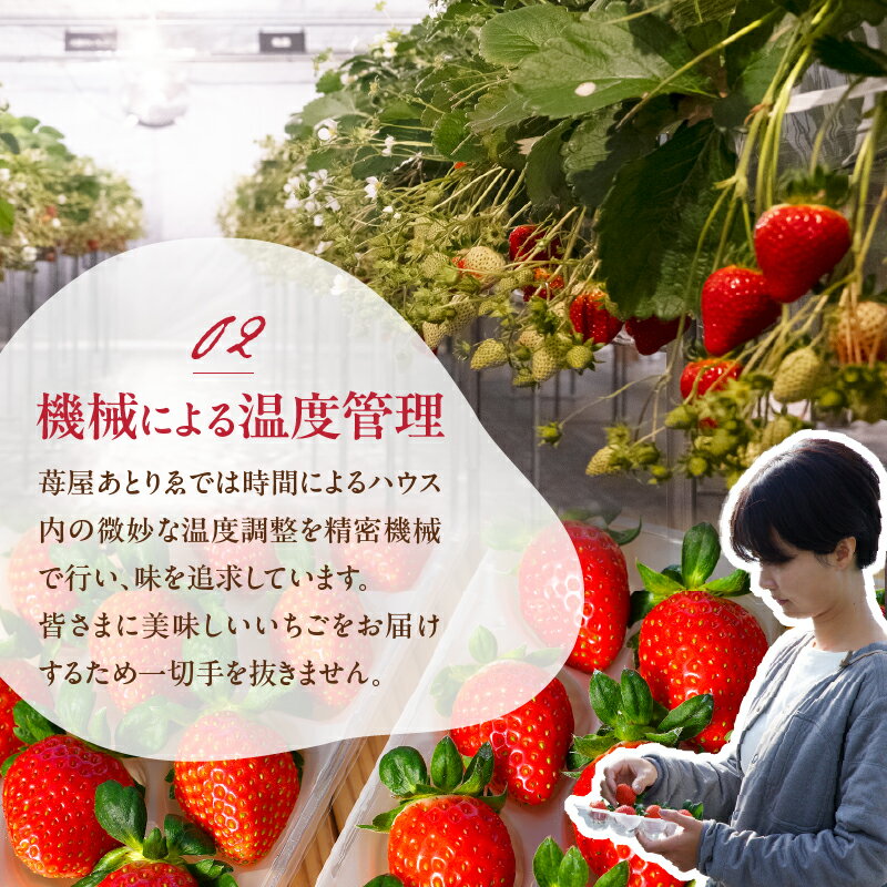 【ふるさと納税】 いちご 先行予約 食べ比べ 2026年 25/26年 セット ギフト 贈答 プレゼント 採れたて フルーツ 3品種 約240g×1パック 冷蔵 フルーツ王国山梨 甲府市産 k222-002 サムネイル3