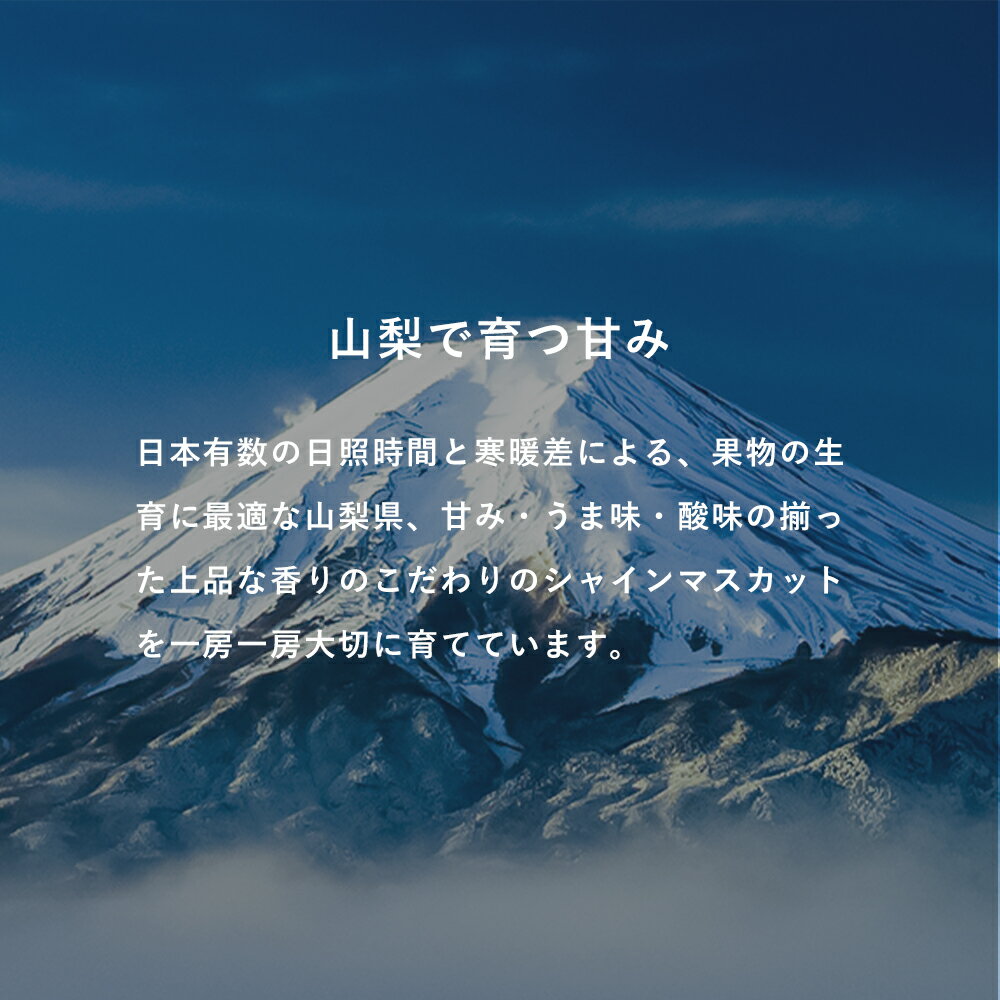 【ふるさと納税】 2026年 先行予約 シャインマスカット 【 選べる容量 1kg / 1.2kg以上 / 3kg / 訳あり1kg 】 大人気 ご褒美 贅沢 シャイン ぶどう 果物 フルーツ 送料無料 山梨県産 高級 ブドウ 葡萄 大粒 くだもの 厳選 ジューシー 甘さ抜群 2026 旬 富士吉田 - 画像2