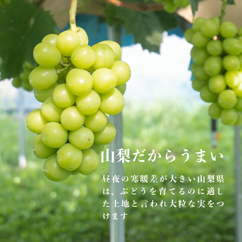 【ふるさと納税】【2026年 先行予約】山梨県都留市産 朝採れ シャインマスカット 2〜3房（約1.0kg以上）｜ 数量限定 送料無料 山梨 ぶどう シャイン やまなし 新鮮 農家直送 都留市 種なしブドウ マスカット - 画像3