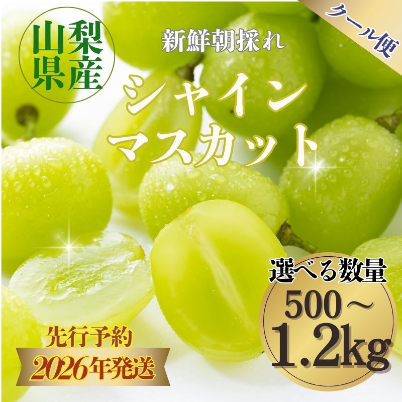 【2026年先行予約】朝採れ 山梨県産 シャインマスカット 数量選べる仕様|| 1房 500g以上　2房 1.2kg以上 | 【冷蔵】山梨県産 フルーツ 予約 【数量限定】 送料無料 山梨 ぶどう シャイン やまなし 先行予約