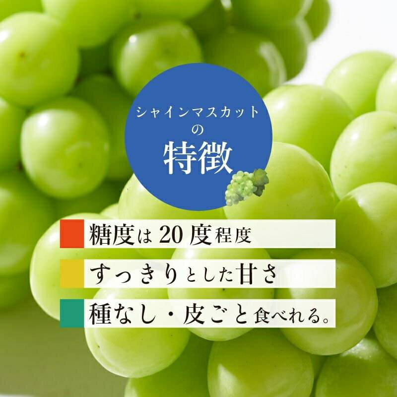 【ふるさと納税】【2026年発送！先行予約】【山梨県都留市ふるさと納税】クール便配送　山梨県産　シャインマスカット　約1.2kg　(2〜3房) - 画像2