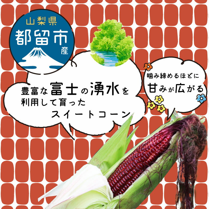 【ふるさと納税】【2026年先行予約】山梨県都留市産 紅い スイートコーン 大和ルージュ｜希少な赤いとうもろこし 甘い スイートコーン トウモロコシ 産地直送 送料無料【浅田農園】 とうもろこし - 画像3