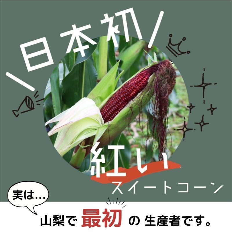 【ふるさと納税】【2026年先行予約】山梨県都留市産 紅い スイートコーン 大和ルージュ｜希少な赤いとうもろこし 甘い スイートコーン トウモロコシ 産地直送 送料無料【浅田農園】 とうもろこし - 画像2