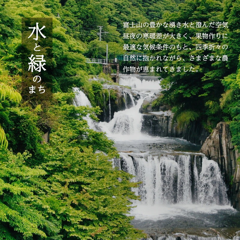 【ふるさと納税】【2026年先行予約】山梨県産 シャインマスカット｜1房（約500g）・1房（約700g）・2房（約1kg）・3〜4房（約2kg）から選べる 高糖度 大粒 種なし 甘い フルーツ 果物 葡萄 産地直送 送料無料 サムネイル3