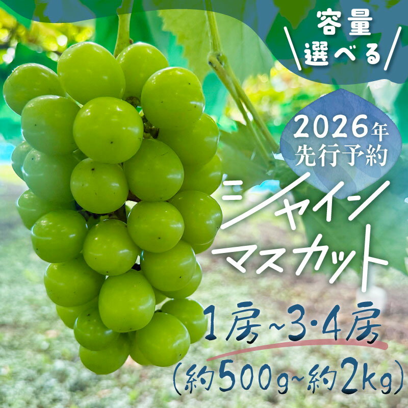 【2026年先行予約】山梨県産 シャインマスカット｜1房（約500g）・1房（約700g）・2房（約1kg）・3〜4房（約2kg）から選べる 高糖度 大粒 種なし 甘い フルーツ 果物 葡萄 産地直送 送料無料