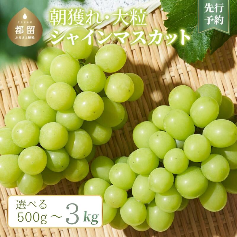 【2026年先行予約！】山梨県産　シャインマスカット 選べる500g以上 ～3.0kg ||【厳選】 送料無料 山梨 ぶどう シャイン やまなし 新鮮 農家直送 都留市 種なしブドウ マスカット 【冷蔵】