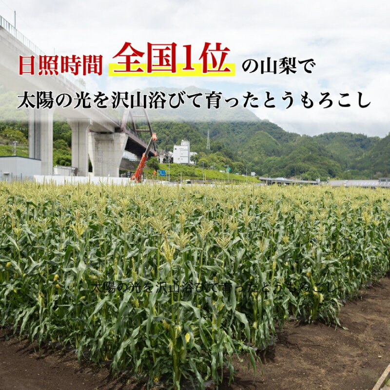 【ふるさと納税】【2026年 先行予約】もぎたて発送！山梨県産 ヤングコーン 30本【栄養たっぷりヒゲ付き！】【炭香ファーム】｜送料無料 とうもろこし トウモロコシ ヤングコーン 野菜 甘い 産直 大好評 とれたて サムネイル3