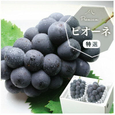 【2026年発送分先行予約】山梨産 ピオーネ(種なし) 2房 約1kg 化粧箱入り 産地直送でお届け_ ふるさと納税 ぶどう ブドウ 巨峰 葡萄 フルーツ 果物 くだもの ふるさと ギフト プレゼント 贈り物 産地直送 山梨【配送不可地域：離島・沖縄県】【1021829】