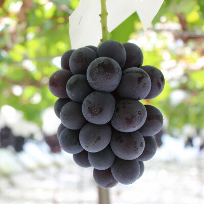 【ふるさと納税】【2026年発送分先行予約】山梨産 巨峰(種無し) 2房 約1kg 化粧箱入り_ ふるさと納税 ふるさと ぶどう ブドウ 葡萄 フルーツ 果物 くだもの ギフト 贈答 山梨県 山梨市 山梨 人気 送料無料【配送不可地域：離島・沖縄県】【1021830】 サムネイル3