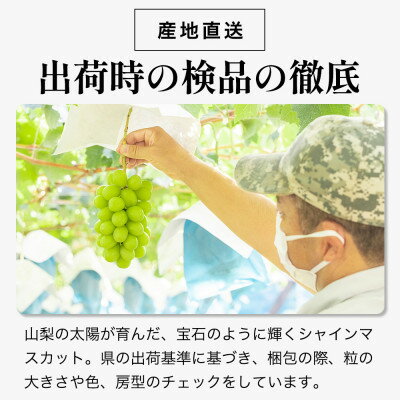 【ふるさと納税】シャインマスカット　(1房/2房)【配送不可地域：離島・沖縄県】【G1041840】 - 画像2