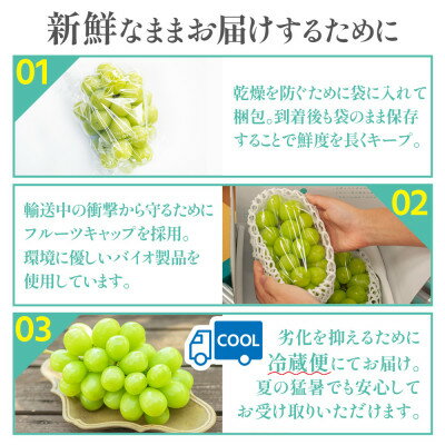 【ふるさと納税】シャインマスカット　(1房/2房)【配送不可地域：離島・沖縄県】【G1041840】 - 画像3