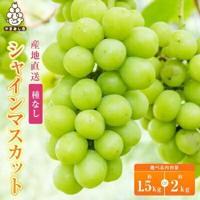 約1.5kg/2kg (2～3房/3～4房) 銀河農園まきおかの特選シャインマスカット (種なし)_ ふるさと納税 ふるさと マスカット ぶどう ブドウ 葡萄 フルーツ 果物 くだもの 送料無料【配送不可地域：離島】【G1111663】