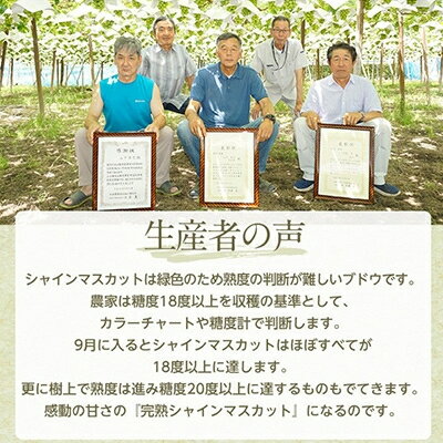 【ふるさと納税】【2026年先行予約】完熟 シャインマスカット 2房 (1kg以上) 世界農業遺産認定地特産_ ふるさと納税 ふるさと マスカット ぶどう ブドウ 葡萄 フルーツ 果物 くだもの 人気 美味しい 山梨県 山梨市 山梨 【配送不可地域：離島】【1117448】 サムネイル2