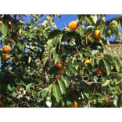 【ふるさと納税】甲州名産「枯露柿」L～LLサイズ9～12個入り　1kg前後【1134751】 サムネイル3