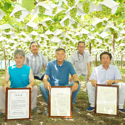 【ふるさと納税】【2026年先行予約】農家直送シャインマスカットパック入1.6kg以上(1房400g×4)【配送不可地域：離島】【1142817】 サムネイル3