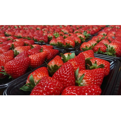 【ふるさと納税】【いちご280g×4パック】坂の上のいちご 山梨県山梨市産【配送不可地域：離島】【1264594】 サムネイル2