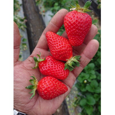 【ふるさと納税】【いちご280g×4パック】坂の上のいちご 山梨県山梨市産【配送不可地域：離島】【1264594】 サムネイル3