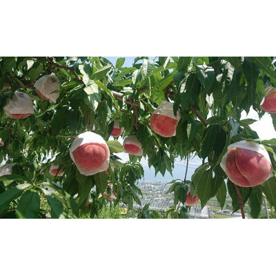 【ふるさと納税】2026年発送【旬の桃 約2kg 5～7玉】 坂の上の桃 硬くて甘い! 食べ応え抜群!_ ふるさと納税 ふるさと 桃 もも モモ フルーツ 果物 くだもの 山梨県 山梨市 山梨 人気 送料無料【配送不可地域：離島】【1264617】 サムネイル2