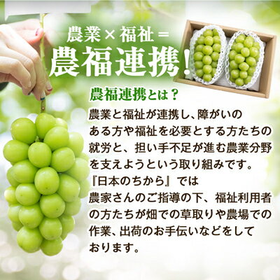 【ふるさと納税】【2026年発送 先行予約】農福連携 シャインマスカット2房(合計1kg程度)【配送不可地域：離島】【1271031】 サムネイル2