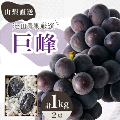 【2026年先行予約】厳選　池田青果の巨峰　2房 　1キロ　ふるさと納税【配送不可地域：離島・沖縄県】【1280519】