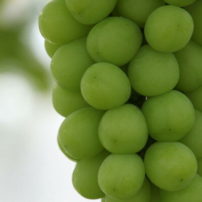 【ふるさと納税】2026年先行予約 厳選! 山梨県山梨市産 シャインマスカット 約700g以上_ シャインマスカット 葡萄 ぶどう ブドウ 果物 フルーツ ふるーつ くだもの 青果 産直 山梨 国産 甘い 贈答 ギフト 名産地 冷蔵 【配送不可地域：離島】【1283964】 サムネイル2