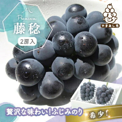 【2026年発送分先行予約】藤稔 ふじみのり (種なし) 2房 約1kg 話題の大粒ぶどう_ブドウ 葡萄 ピオーネ フルーツ 果物 くだもの ふるさと 人気 山梨 山梨県 山梨市 送料無料【配送不可地域：離島・沖縄県】【1289158】