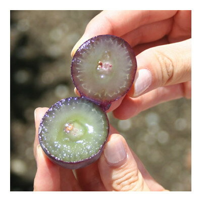 【ふるさと納税】【2026年発送分先行予約】藤稔 ふじみのり (種なし) 2房 約1kg 話題の大粒ぶどう_ブドウ 葡萄 ピオーネ フルーツ 果物 くだもの ふるさと 人気 山梨 山梨県 山梨市 送料無料【配送不可地域：離島・沖縄県】【1289158】 - 画像3