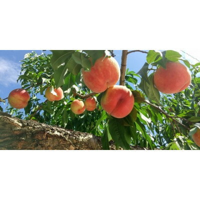 【ふるさと納税】【2026年先行予約】厳選!山梨市産 桃 約1.5kg(4～7玉)【配送不可地域：離島】【1305782】 サムネイル3