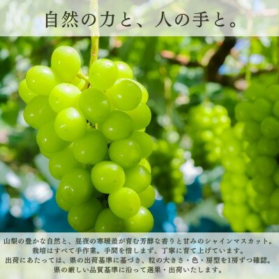 【ふるさと納税】【2026年発送 先行予約】フルーツ王国山梨県産シャインマスカット 3房～4房 2.2kg以上【配送不可地域：離島】【1362278】 サムネイル3