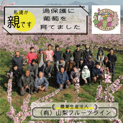 【ふるさと納税】《2026年発送　先行予約》朝もぎ直送!!過保護に育った葡萄『のびのび育てたシャインマスカット』2房【配送不可地域：離島】【1363897】 サムネイル2