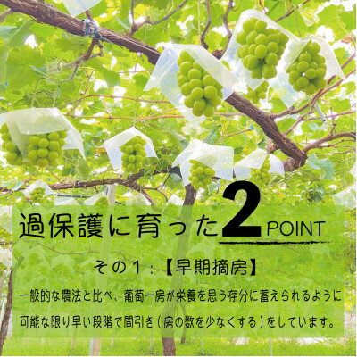 【ふるさと納税】《2026年発送　先行予約》朝もぎ直送!!過保護に育った葡萄『のびのび育てたシャインマスカット』2房【配送不可地域：離島】【1363897】 サムネイル3