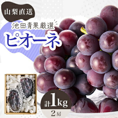 【2026年先行予約】厳選!!池田青果のピオーネ　2房 ふるさと納税　計1kg以上【配送不可地域：離島】【1370963】