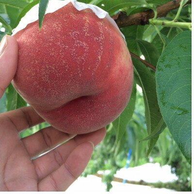 【ふるさと納税】ゴールデンTV出演で話題沸騰通なファンが好む本場山梨『硬甘桃』7月中旬より発送【配送不可地域：離島・北海道・沖縄県・中国・四国・九州】【1410776】 サムネイル2