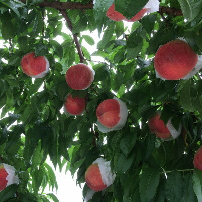 【ふるさと納税】ゴールデンTV出演で話題沸騰通なファンが好む本場山梨『硬甘桃』7月中旬より発送【配送不可地域：離島・北海道・沖縄県・中国・四国・九州】【1410776】 サムネイル3