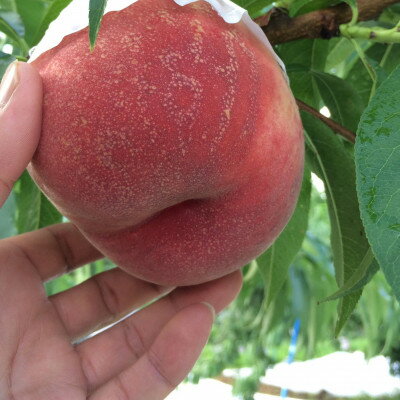 【ふるさと納税】ゴールデンTV出演で話題沸騰通なファンが好む本場山梨『硬甘桃』7月下旬より発送【配送不可地域：離島・北海道・沖縄県・中国・四国・九州】【1410777】 サムネイル2