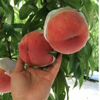 【ふるさと納税】【やみつきリピーター続出】桃通が好む本場山梨の味『硬甘桃』2026年7月中旬より順次発送【配送不可地域：離島・北海道・沖縄県・中国・四国・九州】【1424182】 サムネイル3