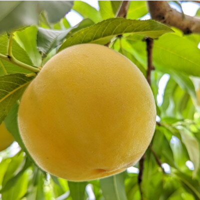 【ふるさと納税】【2026年先行予約】山梨市産　白桃と黄金桃の食べ比べセット　約2kg(5～8玉)【配送不可地域：離島】【1431881】 サムネイル2