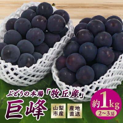 【2026年先行予約】山梨市産　牧丘産　巨峰2房　約1.0kg(2～3房)【配送不可地域：離島】【1431884】