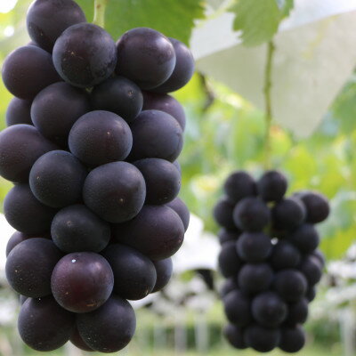 【ふるさと納税】【2026年先行予約】山梨市産　牧丘産　巨峰2房　約1.0kg(2～3房)【配送不可地域：離島】【1431884】 サムネイル2