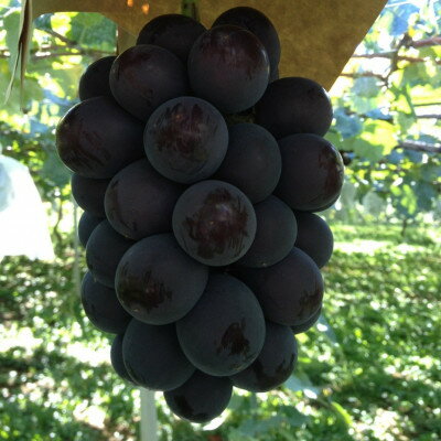 【ふるさと納税】【2026年先行予約】山梨市産　牧丘産　巨峰2房　約1.0kg(2～3房)【配送不可地域：離島】【1431884】 サムネイル3