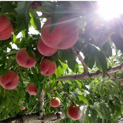 【ふるさと納税】【1泊100万円高級宿御用達】1000個中1個の希少性『幻のシャトーブリアン桃』2026年6月下旬_ ふるさと納税 桃 もも モモ フルーツ 果物 くだもの 山梨県 【配送不可地域：離島・北海道・沖縄県・中国・四国・九州】【1464210】 サムネイル3