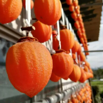 【ふるさと納税】【500年の伝統に培われた縁起物】幻の霜降り柿 最大糖度50度オーバー2026年1月中旬より発送【1466848】 サムネイル2