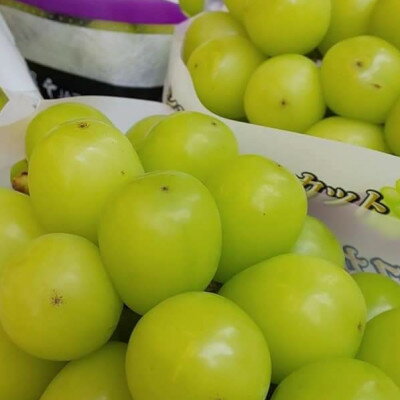 【ふるさと納税】【2026年先行予約】2026年9月下旬発送「牧丘天空のシャインマスカット」 約1kg(2～3房)【配送不可地域：離島・沖縄県】【1473176】 サムネイル2