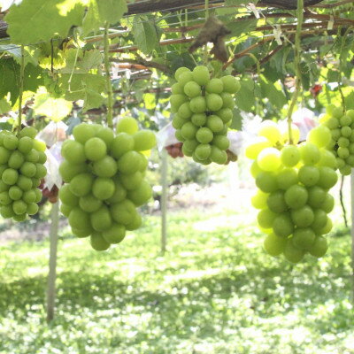 【ふるさと納税】【2026年先行予約】2026年9月下旬発送「牧丘天空のシャインマスカット」 約1kg(2～3房)【配送不可地域：離島・沖縄県】【1473176】 サムネイル3