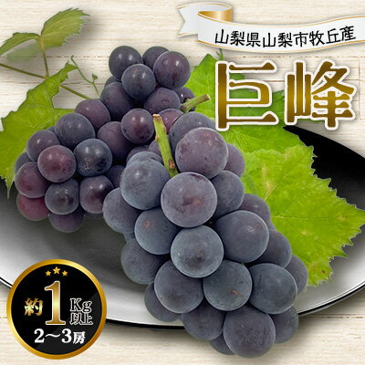 2026年先行予約 山梨県山梨市牧丘産 巨峰 約1.0Kg以上 2～3房_ 巨峰 ぶどう ブドウ 葡萄 フルーツ ふるーつ 果物 くだもの 青果 国産 産地直送 山梨 甘い 贈答 ギフト プレゼント 送料無料 朝どれ 【配送不可地域：離島】【1319471】