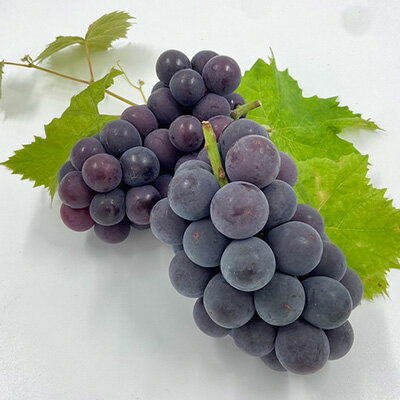 【ふるさと納税】2026年先行予約 山梨県山梨市牧丘産 巨峰 約1.0Kg以上 2～3房_ 巨峰 ぶどう ブドウ 葡萄 フルーツ ふるーつ 果物 くだもの 青果 国産 産地直送 山梨 甘い 贈答 ギフト プレゼント 送料無料 朝どれ 【配送不可地域：離島】【1319471】 サムネイル2