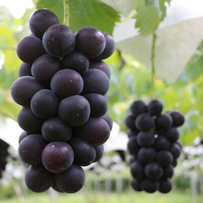 【ふるさと納税】2026年先行予約 山梨県山梨市牧丘産 巨峰 約1.0Kg以上 2～3房_ 巨峰 ぶどう ブドウ 葡萄 フルーツ ふるーつ 果物 くだもの 青果 国産 産地直送 山梨 甘い 贈答 ギフト プレゼント 送料無料 朝どれ 【配送不可地域：離島】【1319471】 サムネイル3