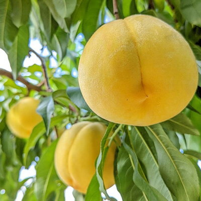 【ふるさと納税】【ふるさと納税】2026年先行予約 山梨県山梨市産 黄桃 黄金桃 約2kg 5玉～8玉【配送不可地域：離島】【1328634】 サムネイル2