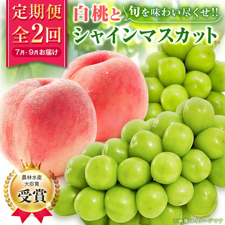 【発送月固定定期便】【農林水産大臣賞受賞!!】山梨の白桃とシャインマスカットの全2回　各1kg以上_ 山梨 果物 フルーツ モモ 桃 もも ブドウ ぶどう 葡萄 人気 採れたて セット 食べ比べ 冷蔵 【配送不可地域：離島・沖縄県】【4005369】