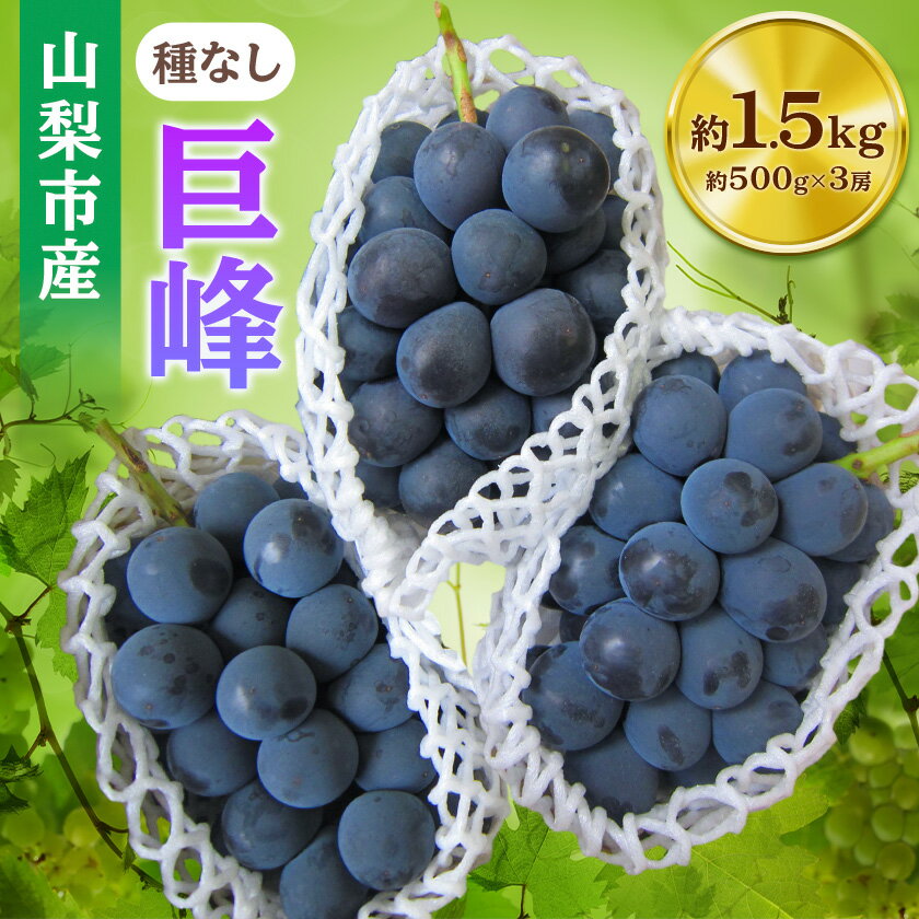 【2026年先行予約】山梨市産「巨峰(種なし)」詰め合わせ(約500g×3房)_ ふるさと納税 フルーツ 果物 くだもの マスカット ブドウ ぶどう 葡萄 ふるさと 人気 山梨 山梨県 送料無料【配送不可地域：離島・沖縄県】【1117300】